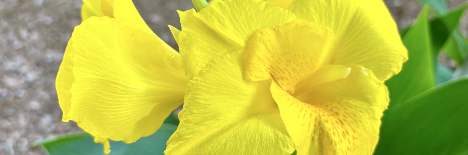 jeremylr's profile banner image