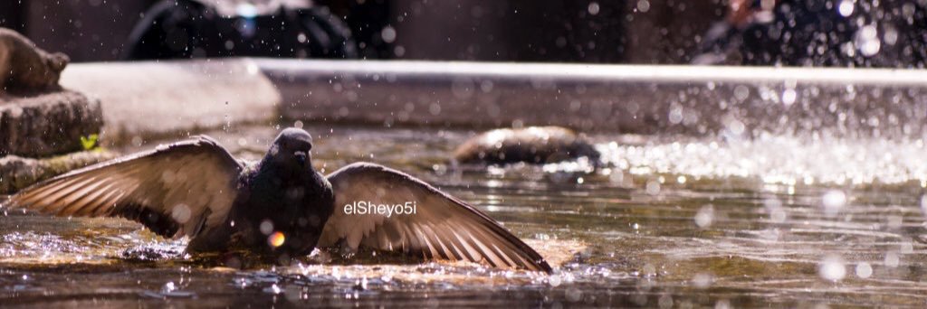 alkhatriya's profile banner image