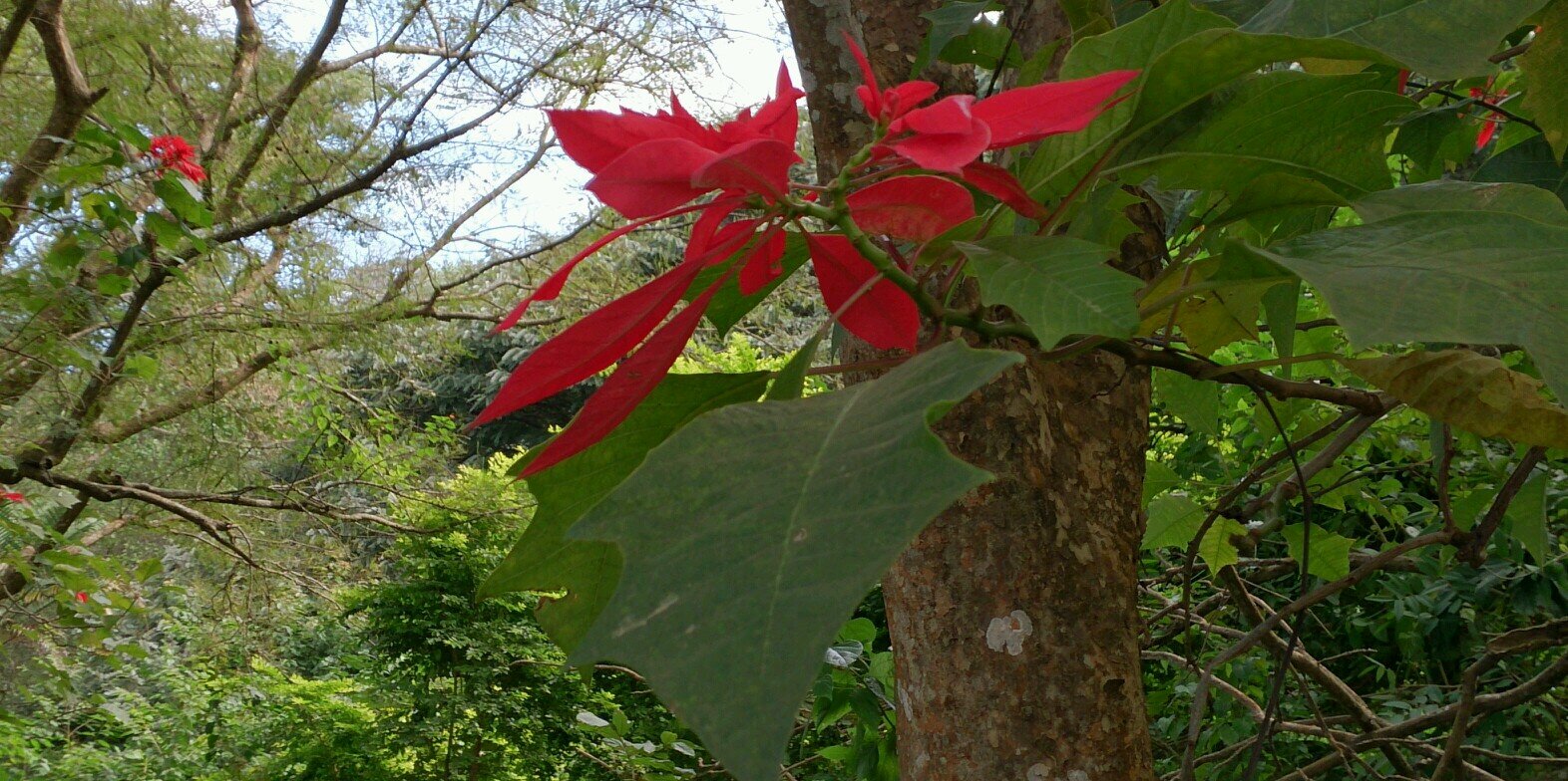 NKhumja's profile banner image