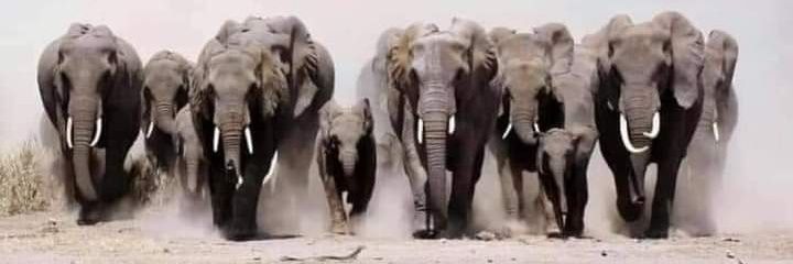 SSR 🐘's banner