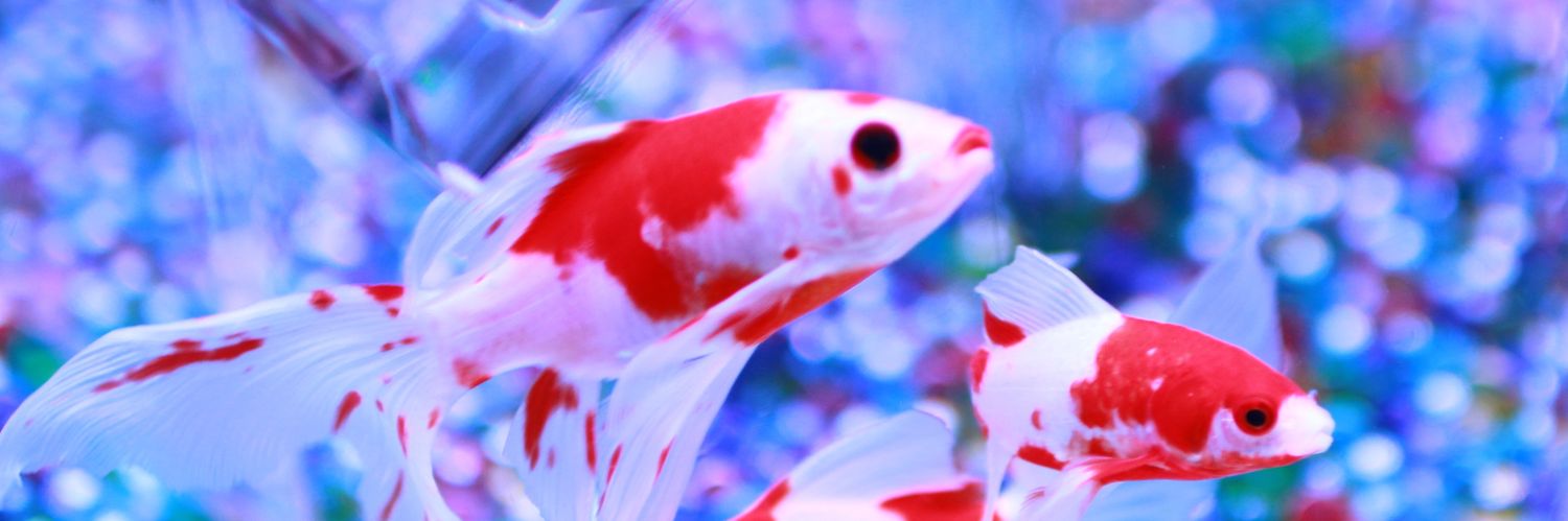 maru_maru🐰 banner