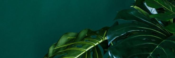 sonofahnarco's profile banner image