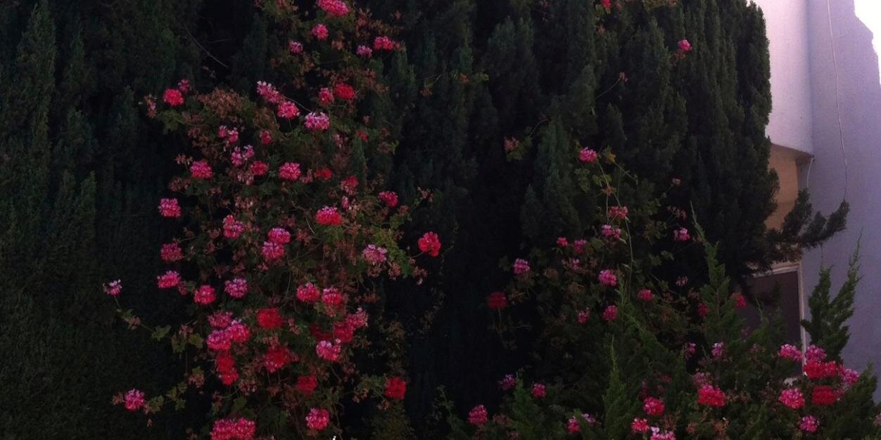 hcehogan's profile banner image