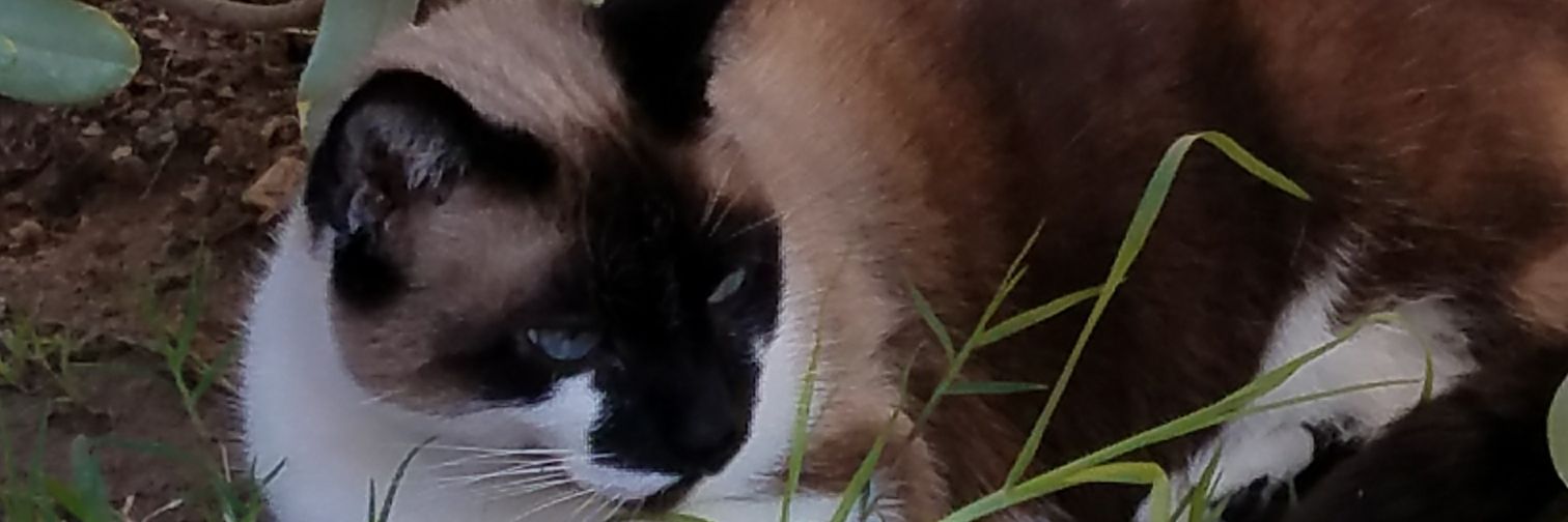 Anyesyd's profile banner image