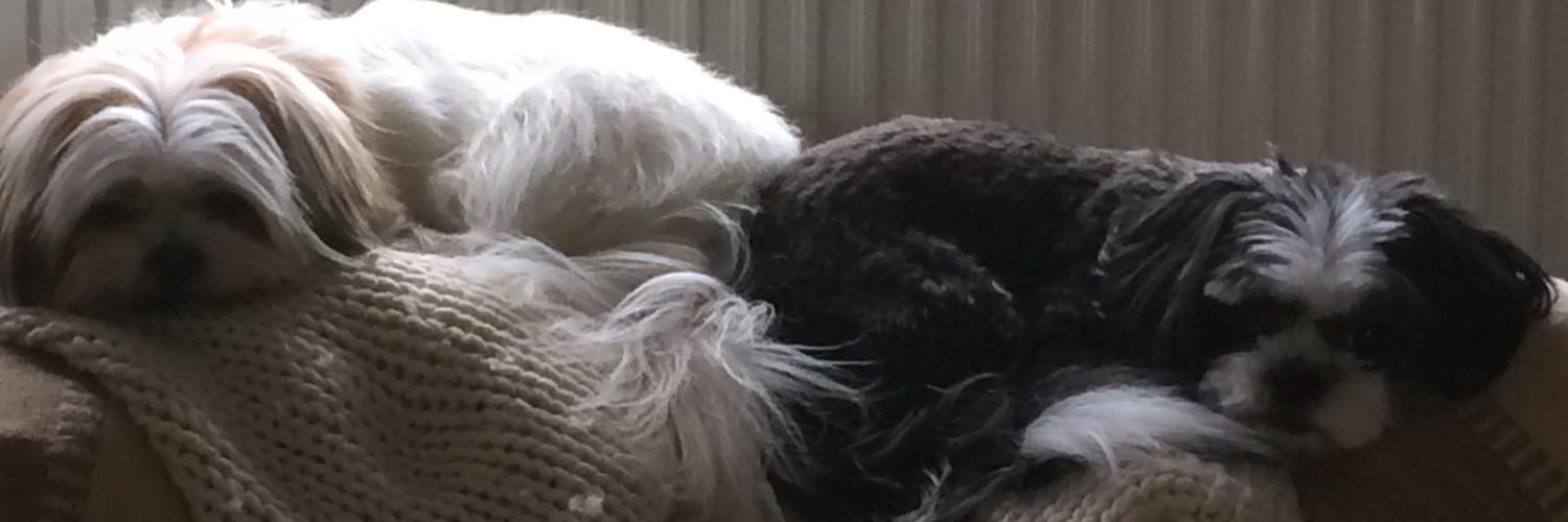 BerniePegs's profile banner image