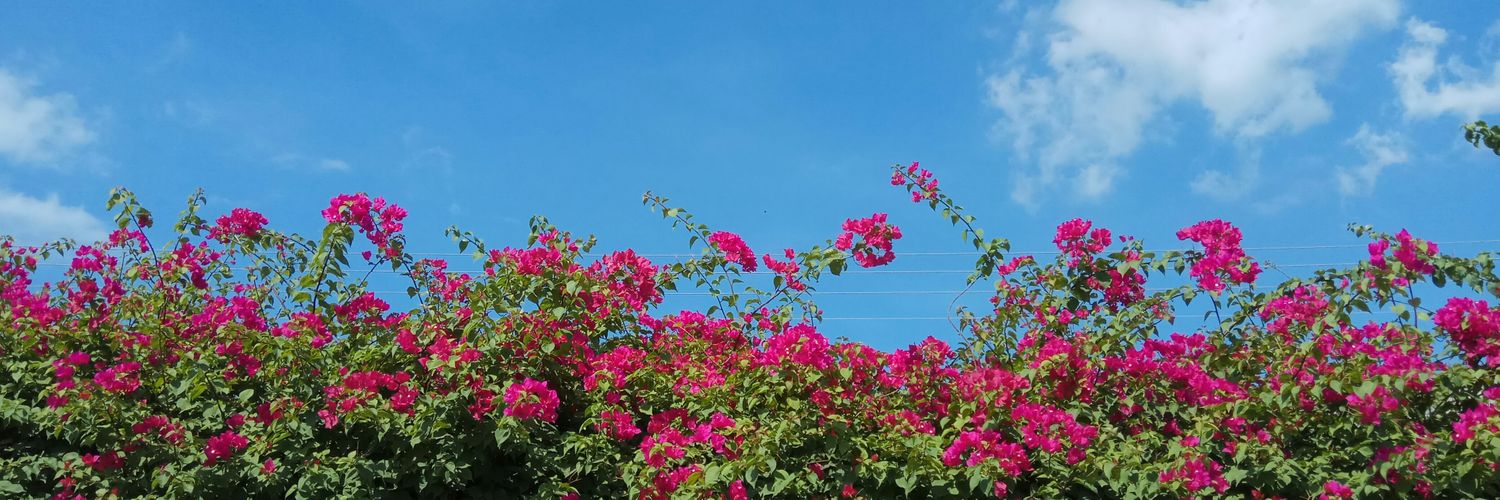 ohnojinooo's profile banner image