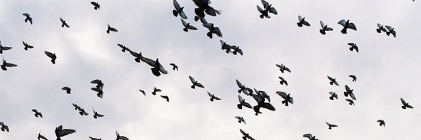 AlessandroFella Profile Banner