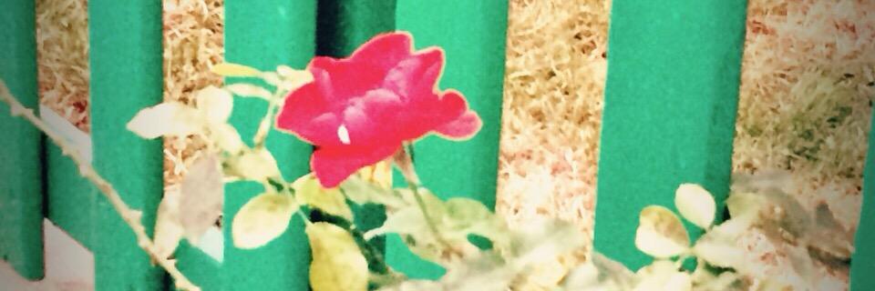 madilermadisi's profile banner image