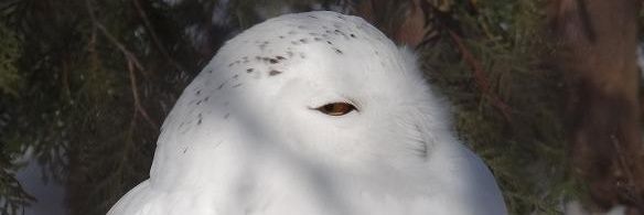 zewi2's profile banner image