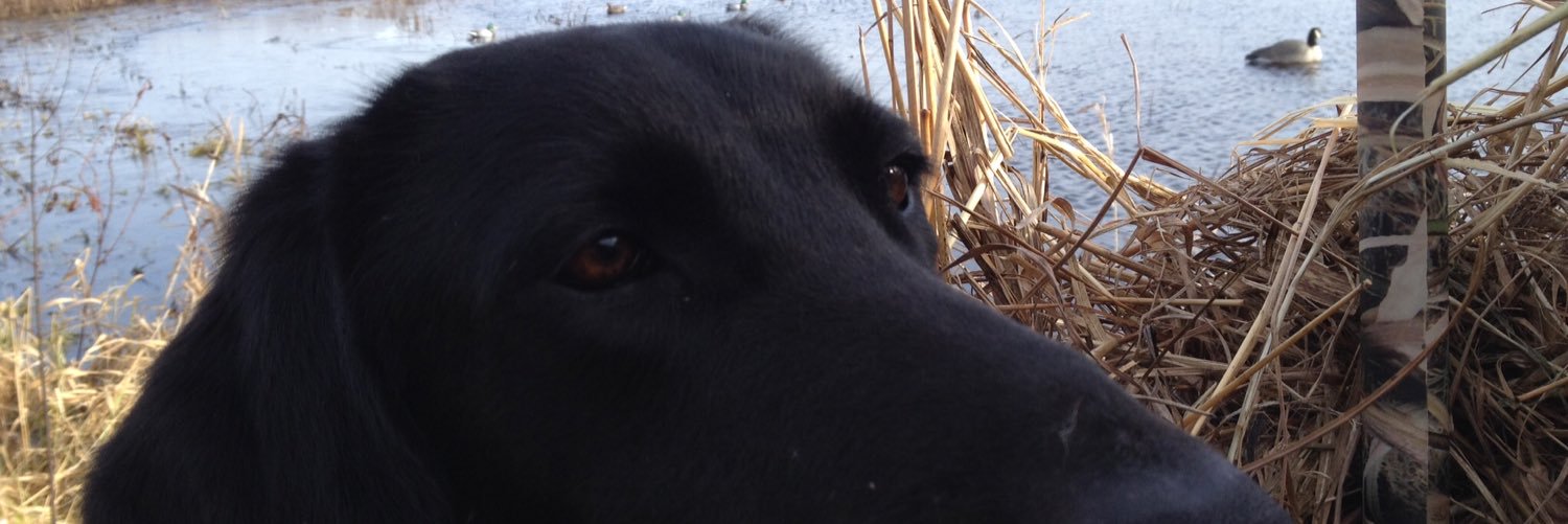 JCUjames's profile banner image