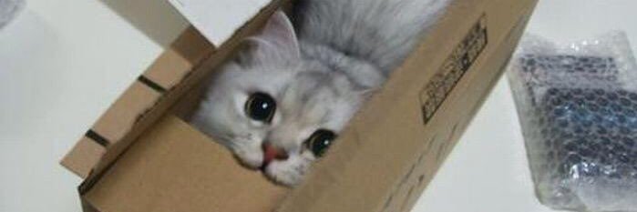 Dimmestwinter's profile banner image