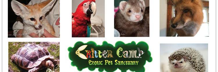 KarmaFerret's profile banner image