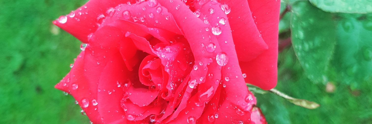 SuziJ1987's profile banner image