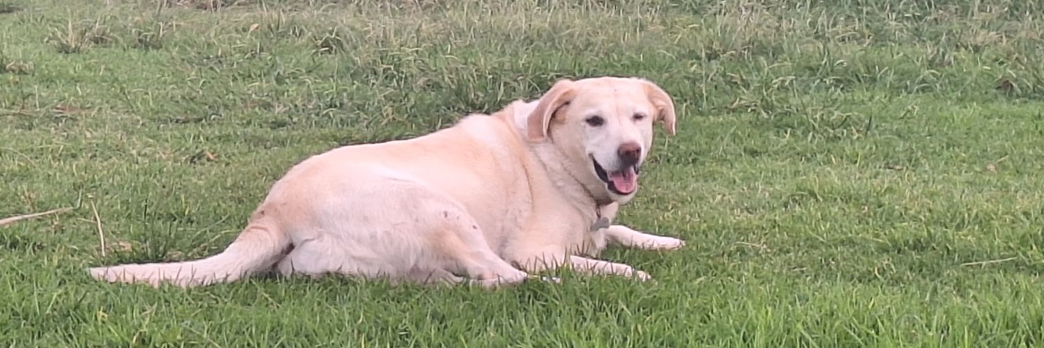 Jose Sánchez banner