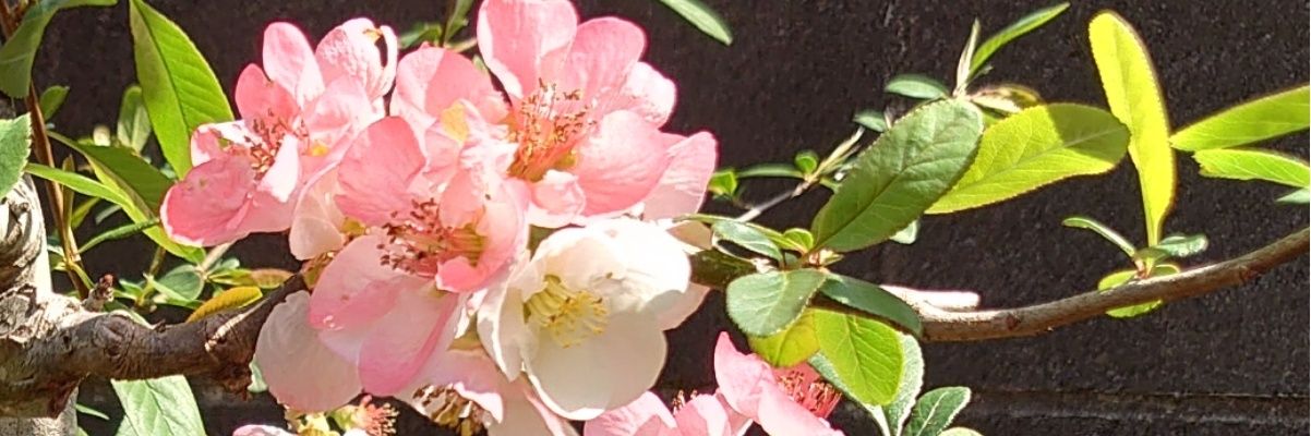 YsrmKk's profile banner image