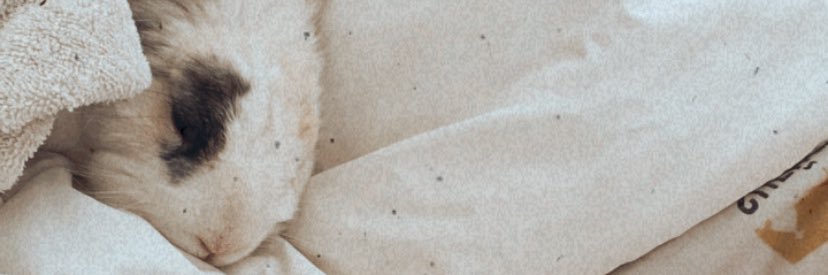 cubone4president banner