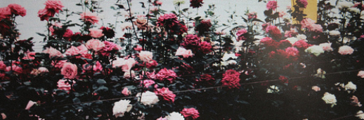 hybiblee's profile banner image