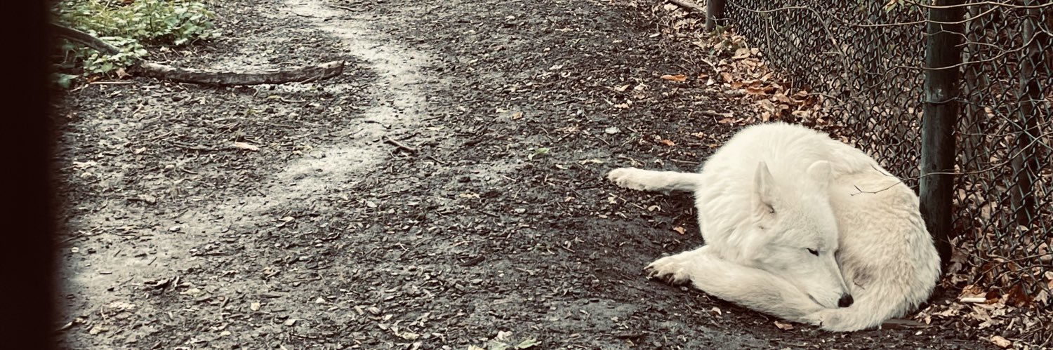 MariaLoupaPR's profile banner image