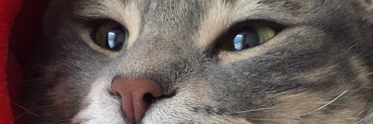 aleynaerel's profile banner image