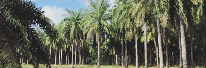 FlorMammarella's profile banner image