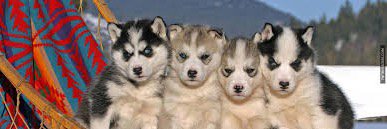 Pupgasm's profile banner image