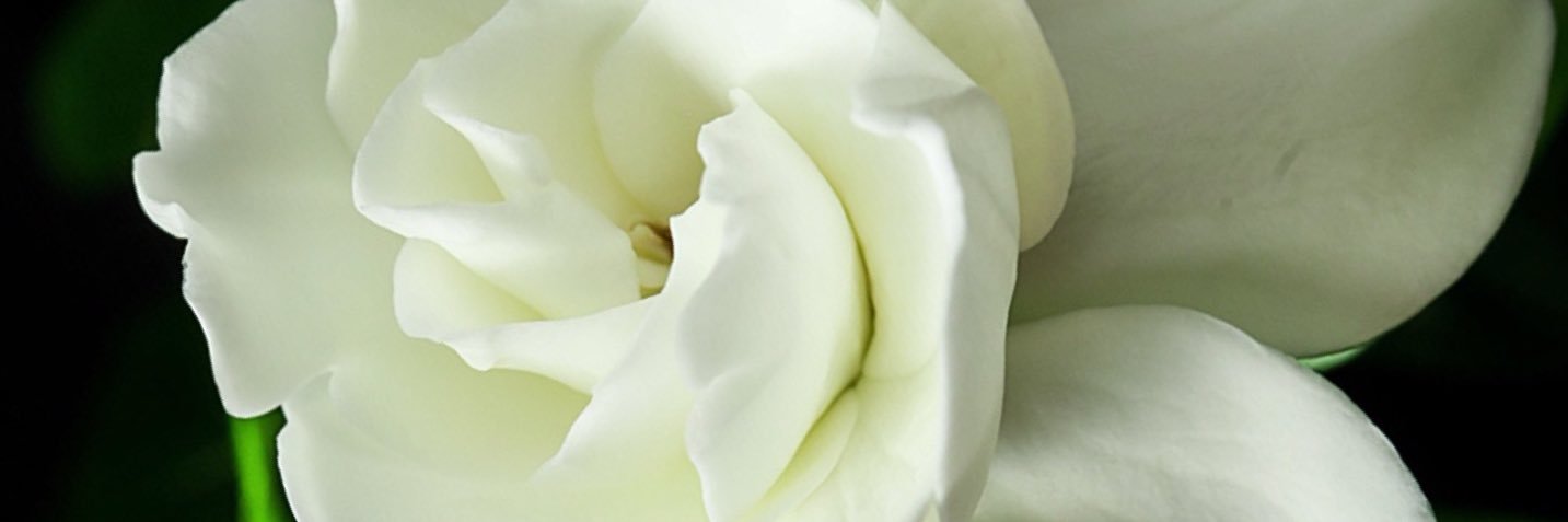 himaelee's profile banner image