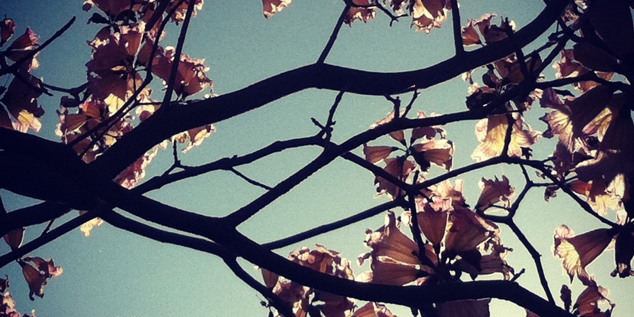 toribeth22's profile banner image