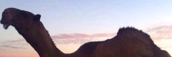 C111N's profile banner image