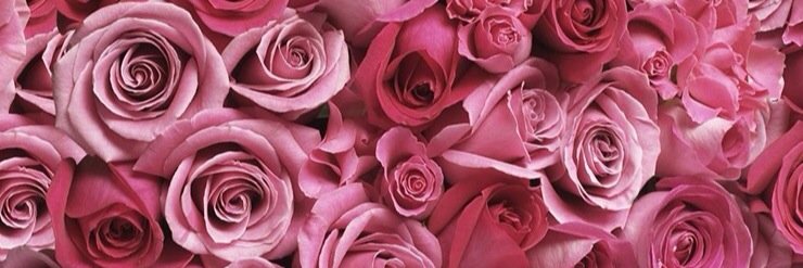 eshydoerr's profile banner image