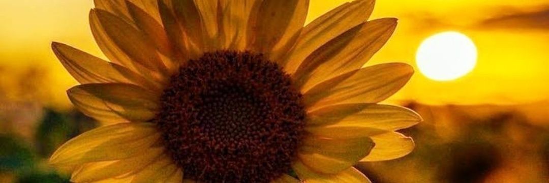 bambamphoenix's profile banner image