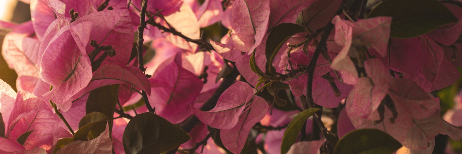 Feliciazone's profile banner image