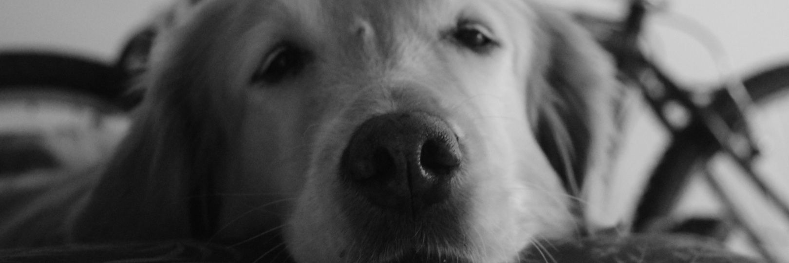 Sebastianchapaa's profile banner image