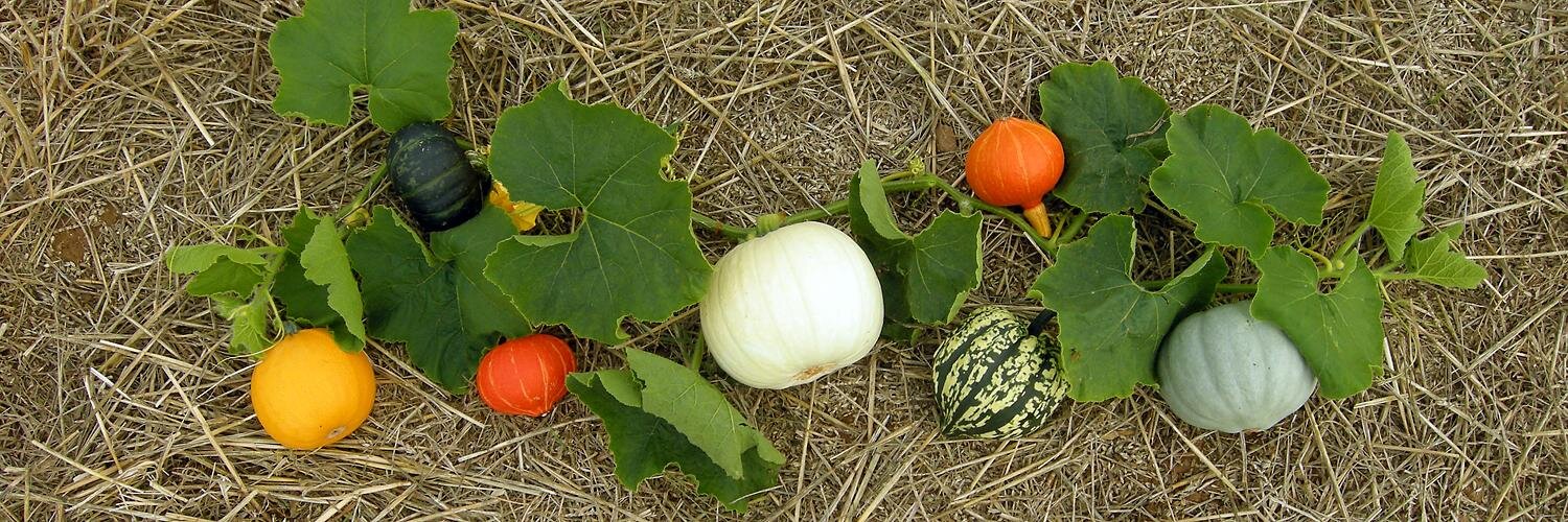 DymockFarm's profile banner image