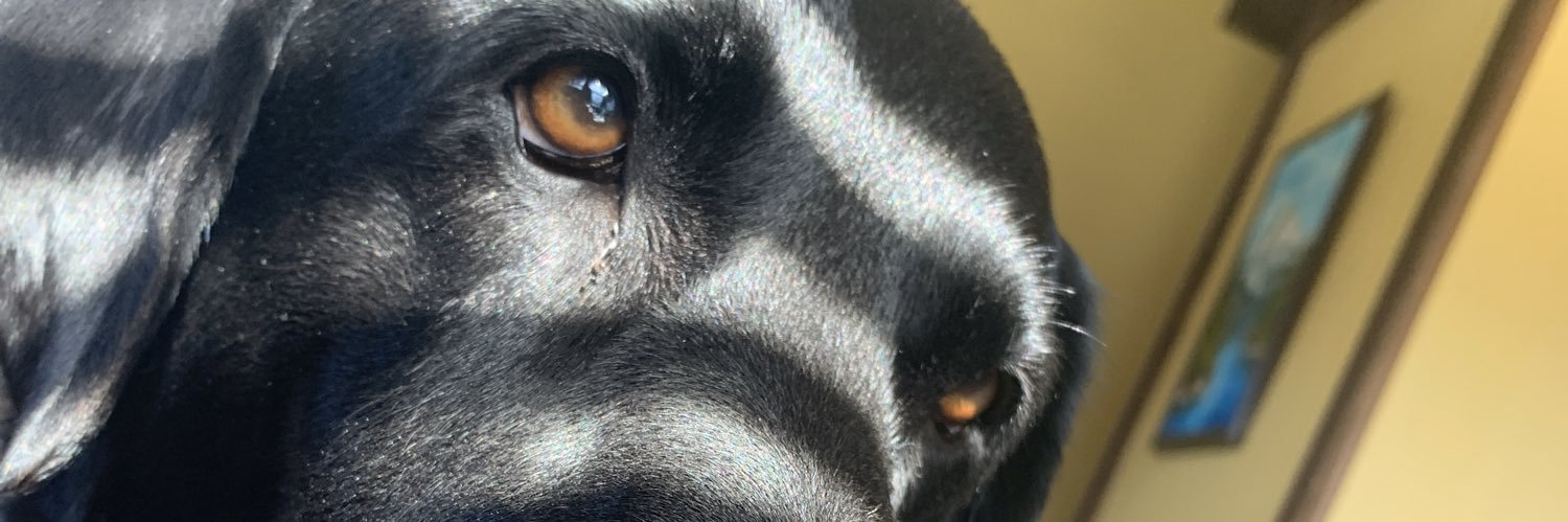 LilaPerroots's profile banner image