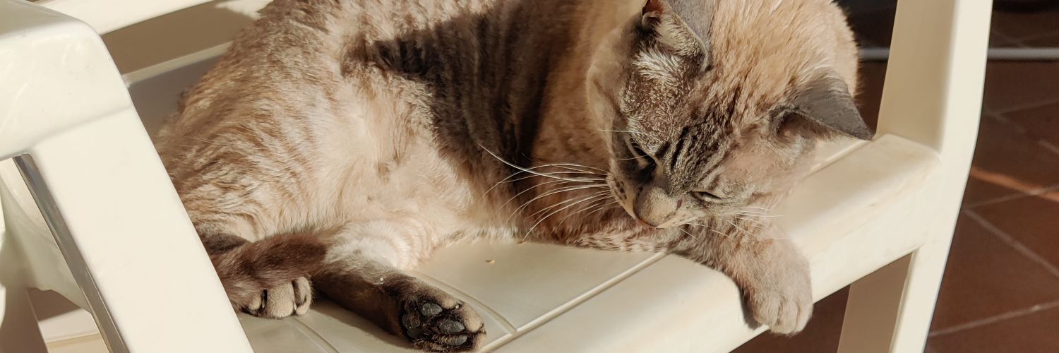 Orenji ｡◕‿◕｡ banner