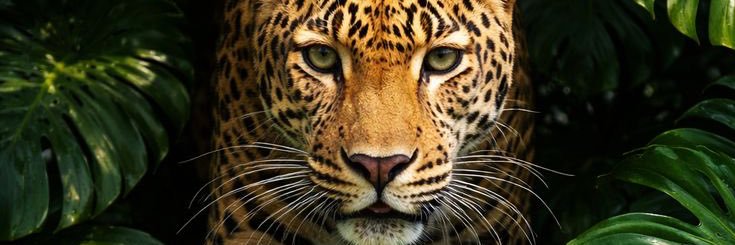 DoctorChami's profile banner image