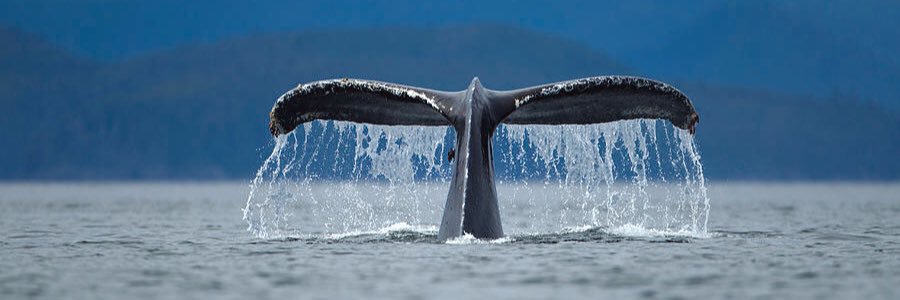 Harpoon Presents banner