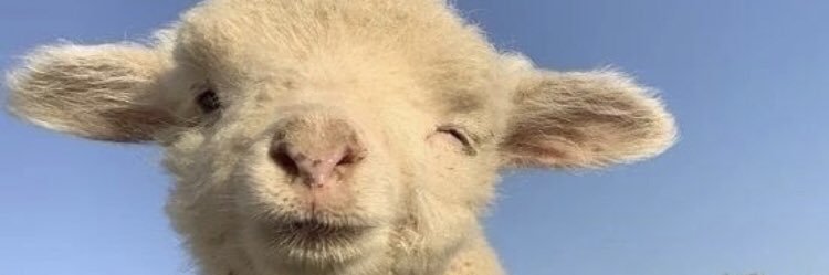 midsommarlee's profile banner image