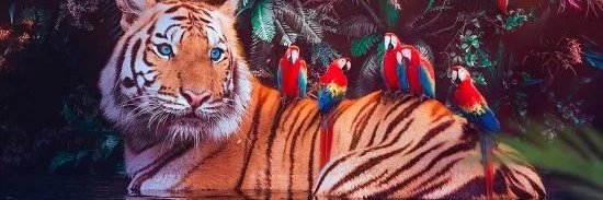 bebicoin's profile banner image
