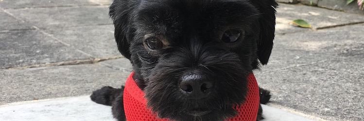 jooecysantos's profile banner image