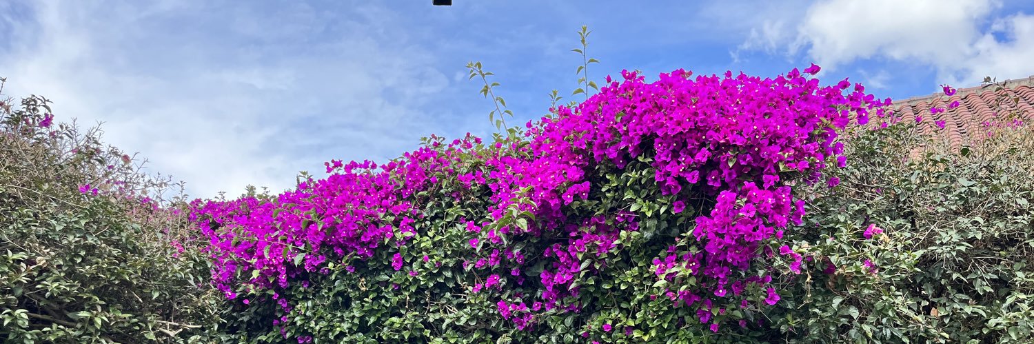 tinjapa's profile banner image