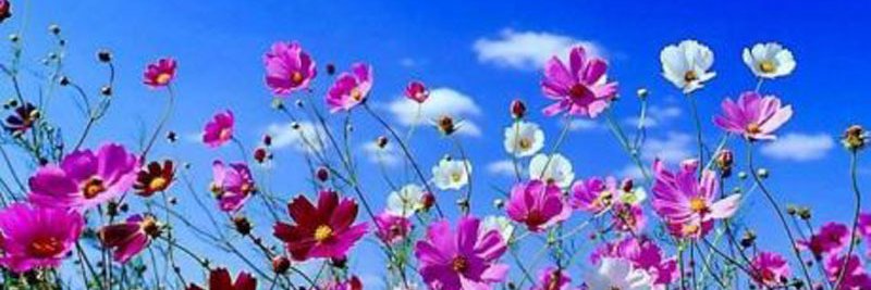 luisa0403's profile banner image