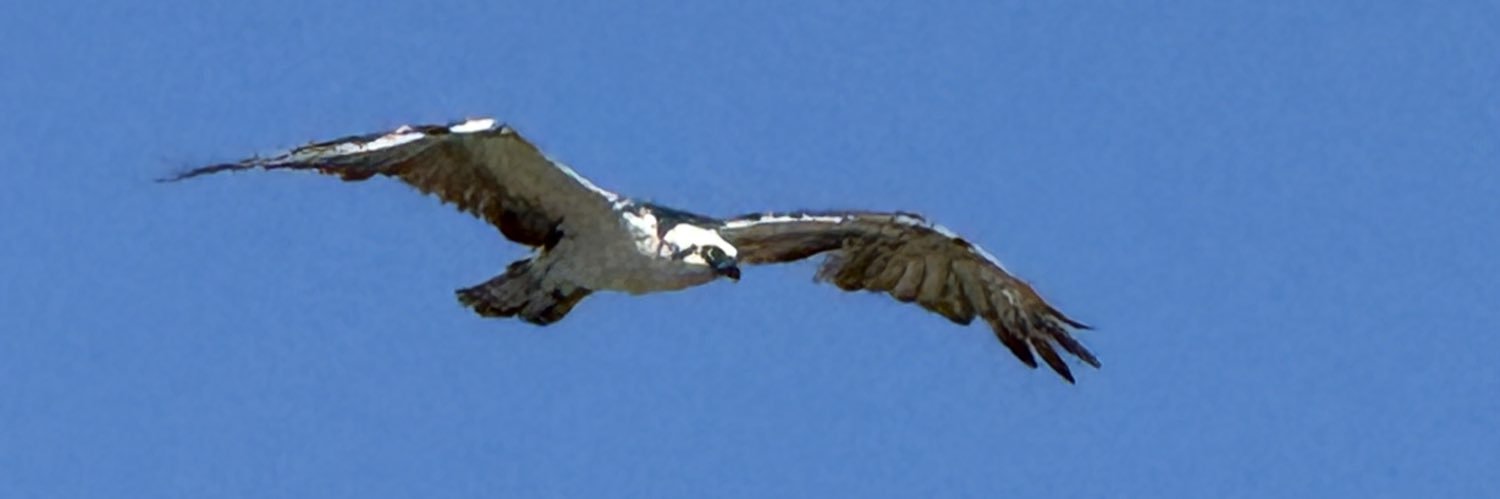 Shovon Hasan banner