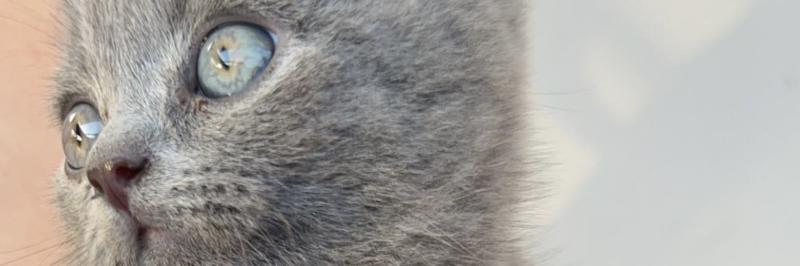 SereenSarac's profile banner image