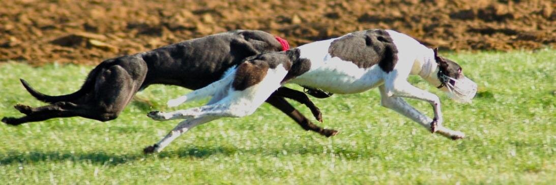 Greyhound Stud Book banner