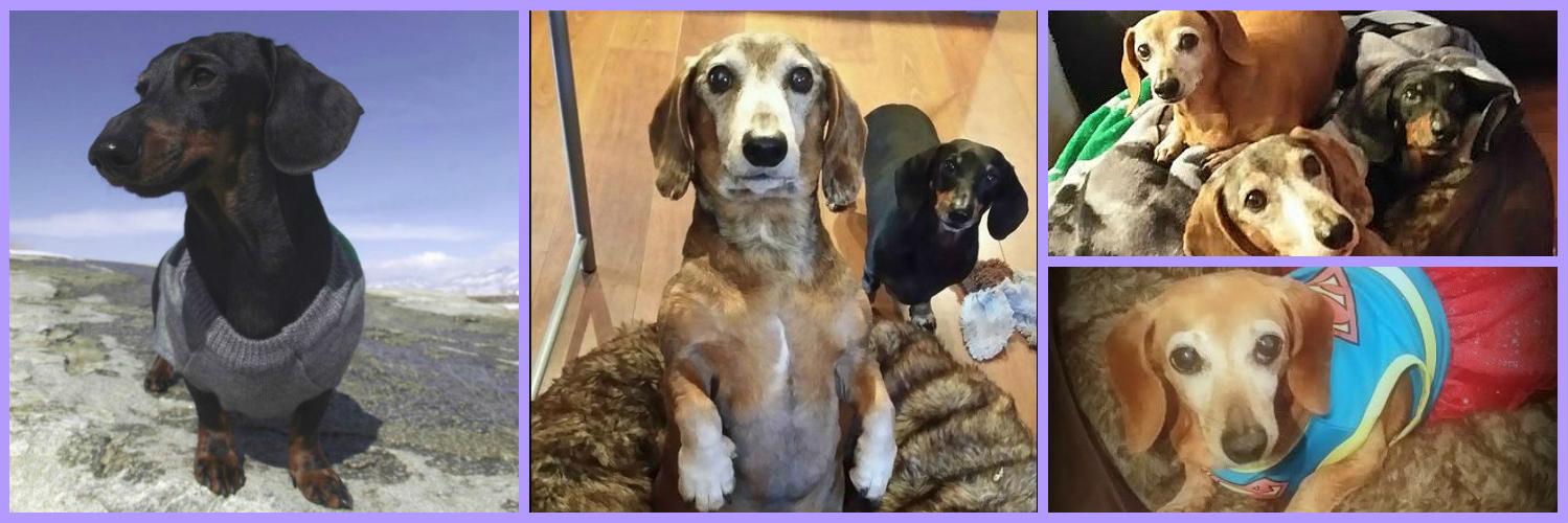 LOLDoxie's profile banner image