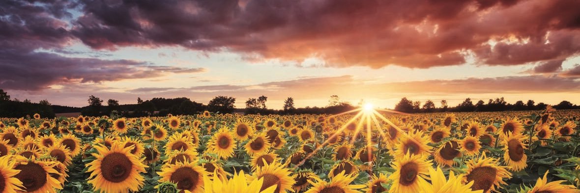 __LadySunflower's profile banner image