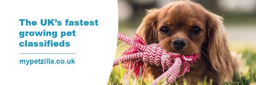 Mypetzilla's profile banner image