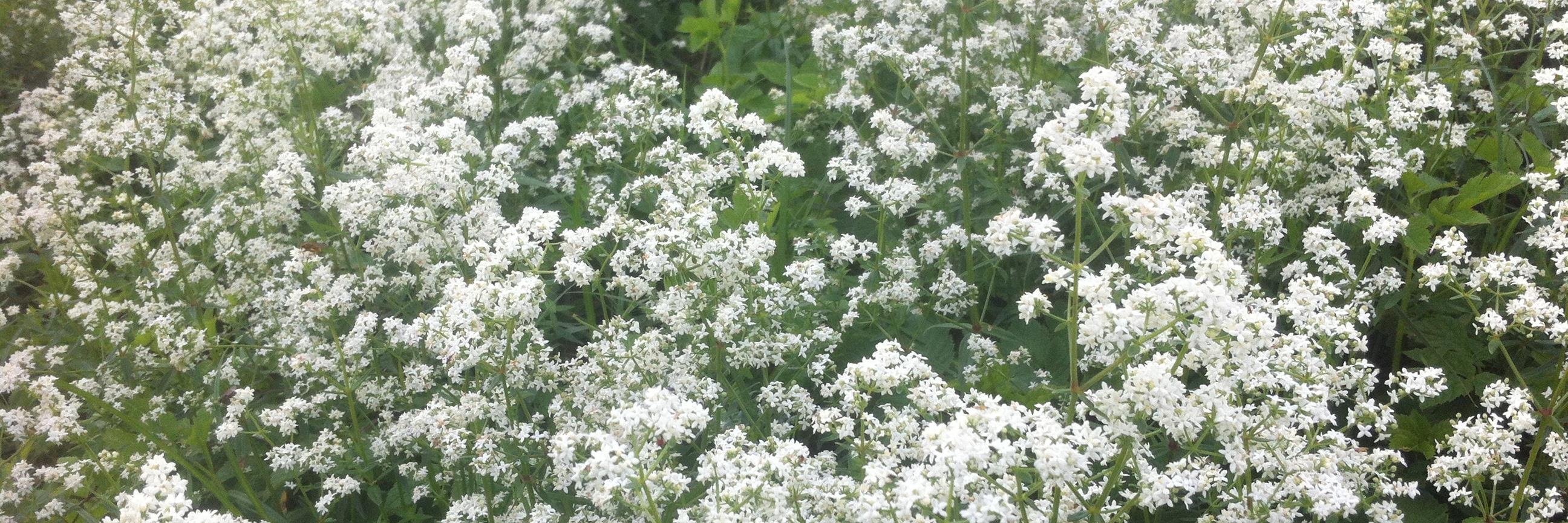 GardenWorksKev's profile banner image