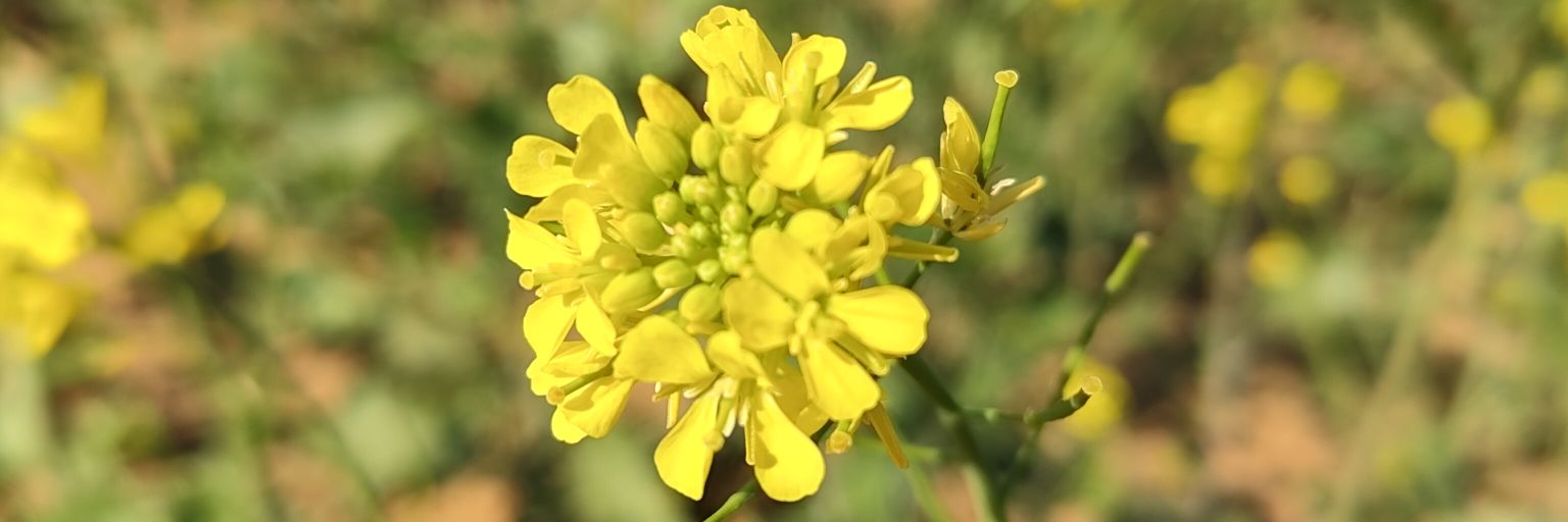 Harpreet Singh banner